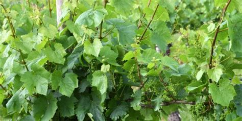 Vinogradari Oprez Ne Dajte Peronospori Na Lozu Vinogradarstvo