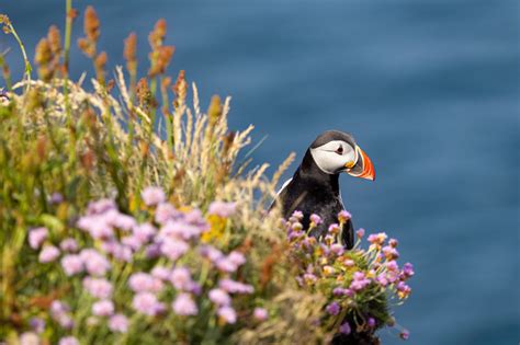 A Month To Never Ever Forget Scottish Wildlife Trust