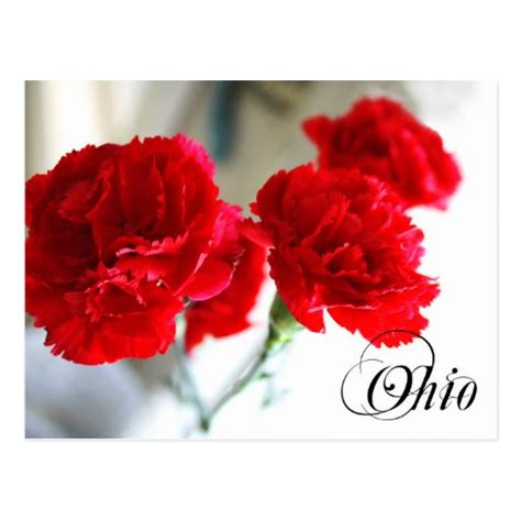 Ohio State Flower: Red Carnation Postcard | Zazzle