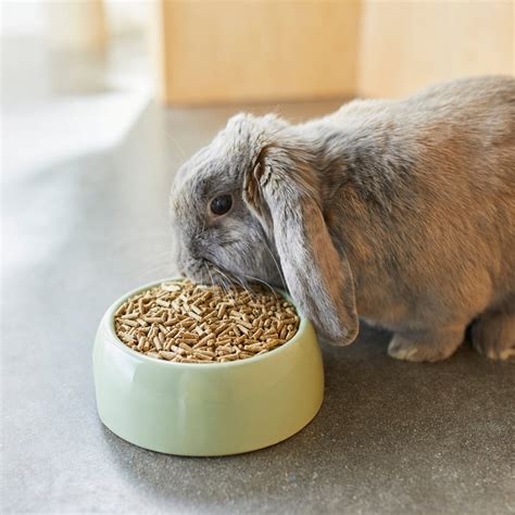 Mazuri Timothy Based Rabbit Food, 25-lb bag - Chewy.com