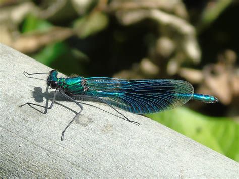 Suffolk Dragonflies And Damselflies Flickr