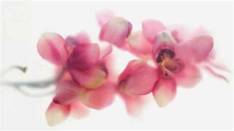 Pink Orchid Macbook In 2024 Cute Laptop Wallpaper Ipad Wallpaper