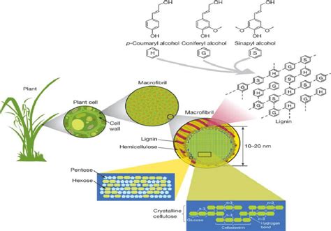 Schematic Structure Of Lignocellulose Showing Lignin And Its Subunits