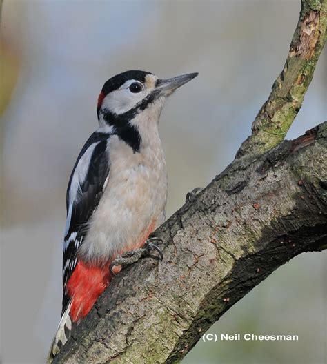 British Wildlife Photography Great Spotted Woodpecker