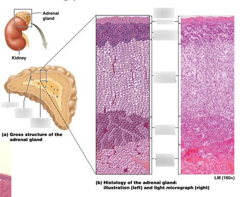 Adrenal Gland structure Diagram | Quizlet