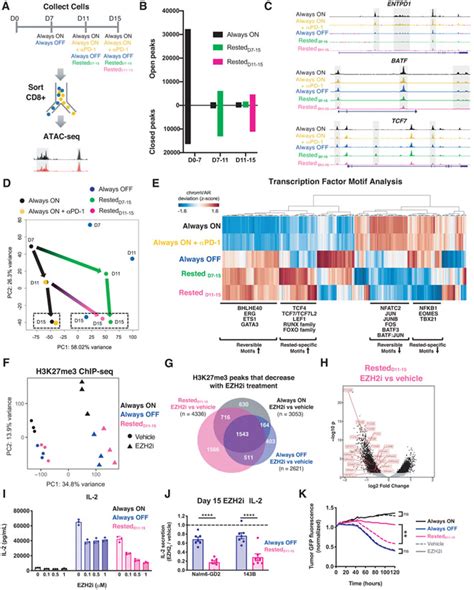 Transient Rest Restores Functionality In Exhausted Car T Cells Through