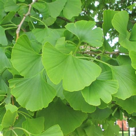 Ginkgo Biloba In Roath Park Pleasure Garden