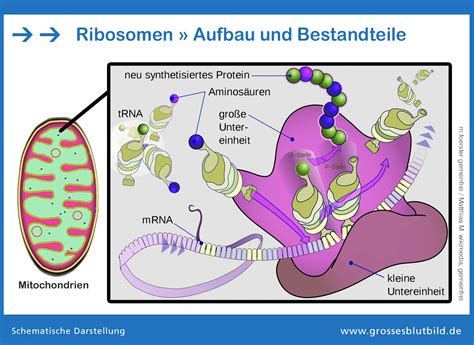 Ribosomen Zellen Aufbau Und Bestandteile Dr Stephan