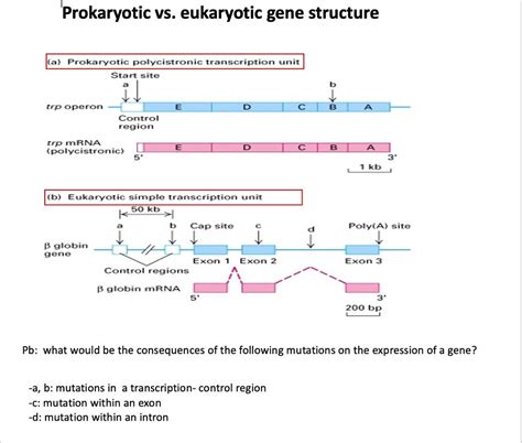 Eukaryotic Gene Structure