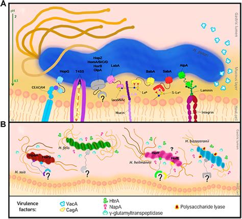 Frontiers Adhesion Of Helicobacter Species To The Human Gastric