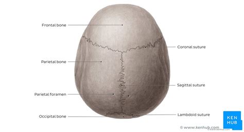 Skull Anatomy Structure Bones Quizzes Kenhub