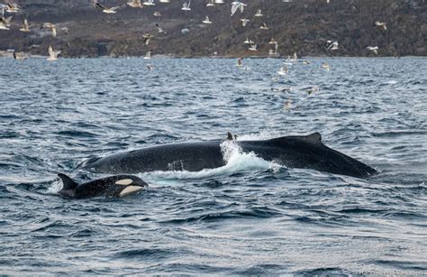 Summer Whale and Marine Life Safari from Stø in Vesterålen