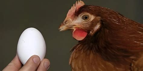 La Ciencia Reveló Qué Apareció Primero El Huevo O La Gallina Diario