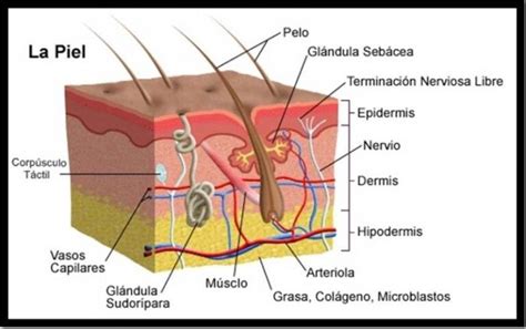 Sistema Tegumentario Mapa Conceptual Gu A Paso A Paso