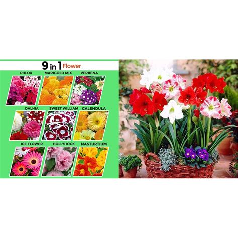 Kraft Seeds Flower Garden Series 9 Varieties In 1 Flower Seeds Pack