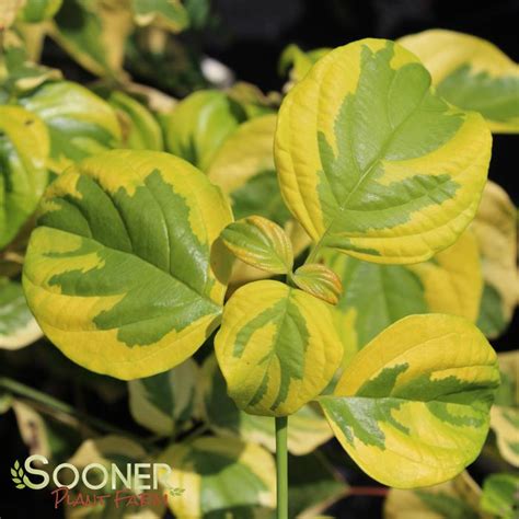 Golden Shadows® Dogwood | Sooner Plant Farm