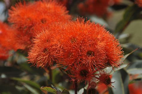 picture orange gum nut blooms