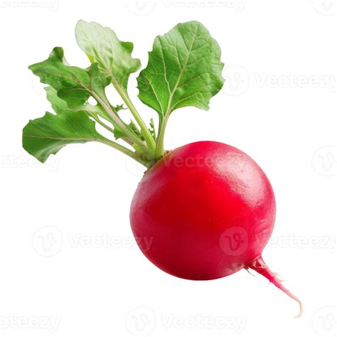 Radish Isolated On A Transparent Background 46439160 Png