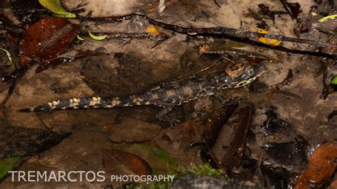 African Dwarf Crocodile - TREMARCTOS