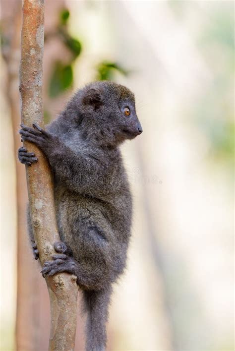 Eastern Lesser Bamboo Lemur Hapalemur Griseus Stock Photo Image Of