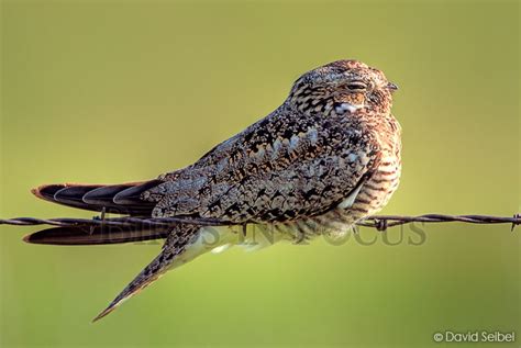 Birds in Focus - Common Nighthawk