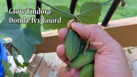 దొండ బాగా కాయలంటే How To Grow Tindora Tips To Grow Ivy Gourd