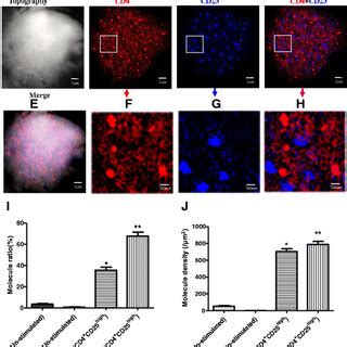 Simultaneous Nanoscale Dual Color Imaging Of CD4 And CD25 On The