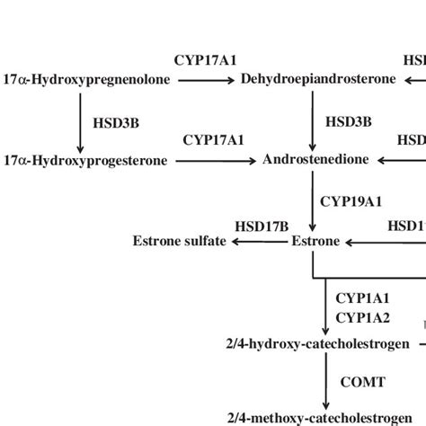 Sex Steroid Hormone Biosynthesis And Metabolism Pathway Download