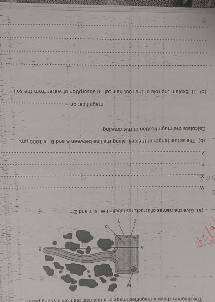 Solved The Diagram Shows A Magnified Image Of A Root Hair Cell From A