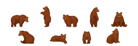 Wild Brown Bear As Forest Habitant Set Royalty Free Vector