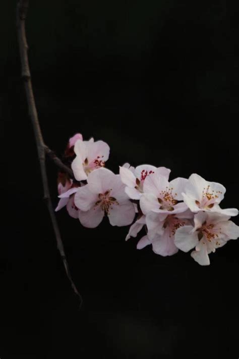 東風帶雨逐西風，大地陽和暖氣生 每日頭條