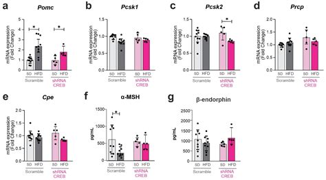 Cells Free Full Text Hypothalamic Creb Regulates The Expression Of