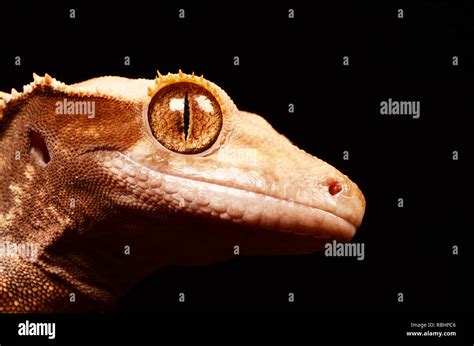 New Caledonian Crested Gecko Rhacodactylus Ciliates Stock Photo Alamy