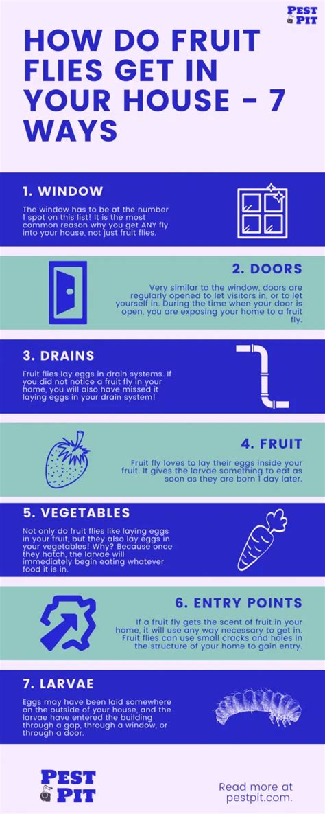 How Do Fruit Flies Get In Your House 7 Ways Pest Control