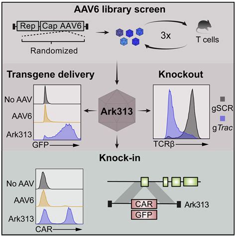 An Evolved Aav Variant Enables Efficient Genetic Engineering Of Murine