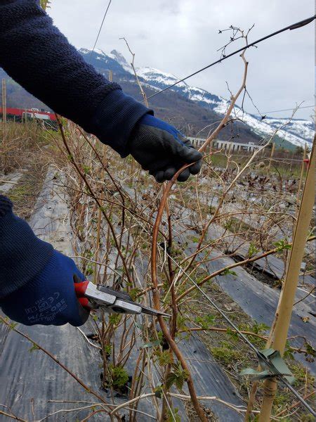 Himbeeren Schneiden Tipps Und Anleitung F R Den Schnitt