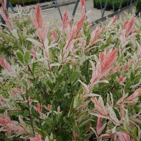 Salix Integra Hakuro Nishiki Midwest Groundcovers Llc