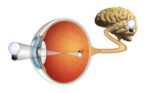 Retina Una Parte Fundamental Del Ojo Blog De Clínica Baviera