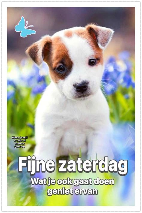 Pin Van Daems Rita Op Honden In 2023 Goedemorgen Zaterdag Zaterdag