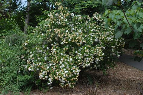 Gardenia jasminoides (Cape Jasmine, Cape Jasmine Gardenia, Cape ...