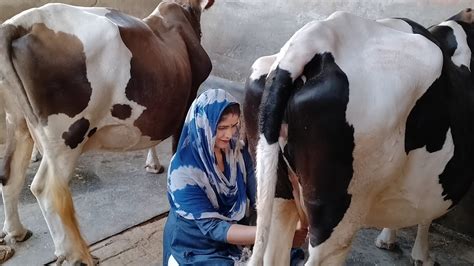 How To Milk A Cow By Hand Milking Video 📷🐄🐮🥛🥰 Youtube