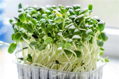 How To Grow Microgreens From Seed To Harvest Check How This Guide