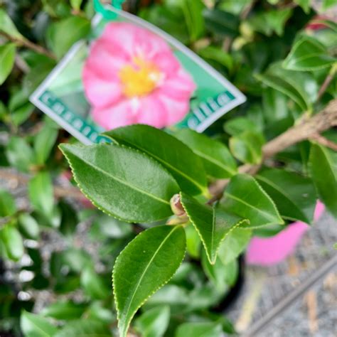 Camellia Sasanqua The Perfect Blend Of Foliage And Flowers