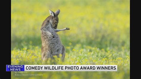 Comedy Wildlife Photo Award Winners Announced Youtube