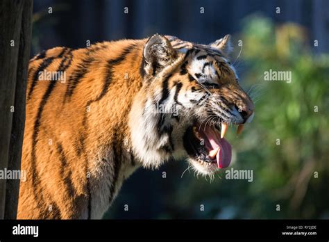 Ein Tiger zeigt die Zaehne in der ZOOM-Erlebniswelt Gelsenkirchen, Foto ...