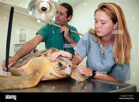 Tortue En Danger Banque De Photographies Et Dimages Haute R Solution