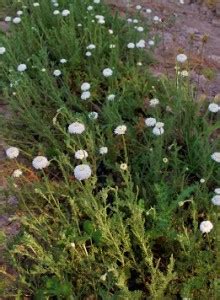 Eau Florale De Camomille La Ferme Des Perbeaux