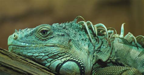 Caribbean Wildlife: Creatures of the Cayman Islands