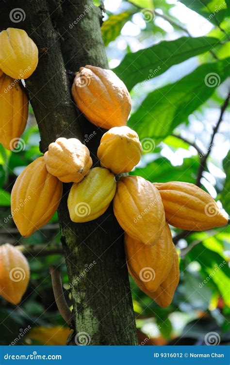 Cocoa Pods Stock Photo Image Of Seed Forest Fruit Natural 9316012