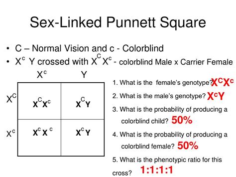 Ppt Mendelian Genetics Powerpoint Presentation Free Download Id